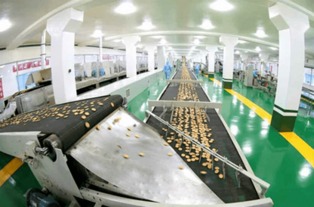 金正恩視察平壤食品工廠，創(chuàng)新設(shè)備彰顯國家實力與自豪